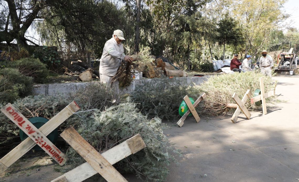 Con la finalidad de concretar acciones para preservar el medio ambiente, se terminó la trituración de 4 mil 17 árboles de navidad naturales recolectados en el programa “Árbol por Árbol” tras las fiestas de fin de año, informó la alcaldesa Lía Limón.
