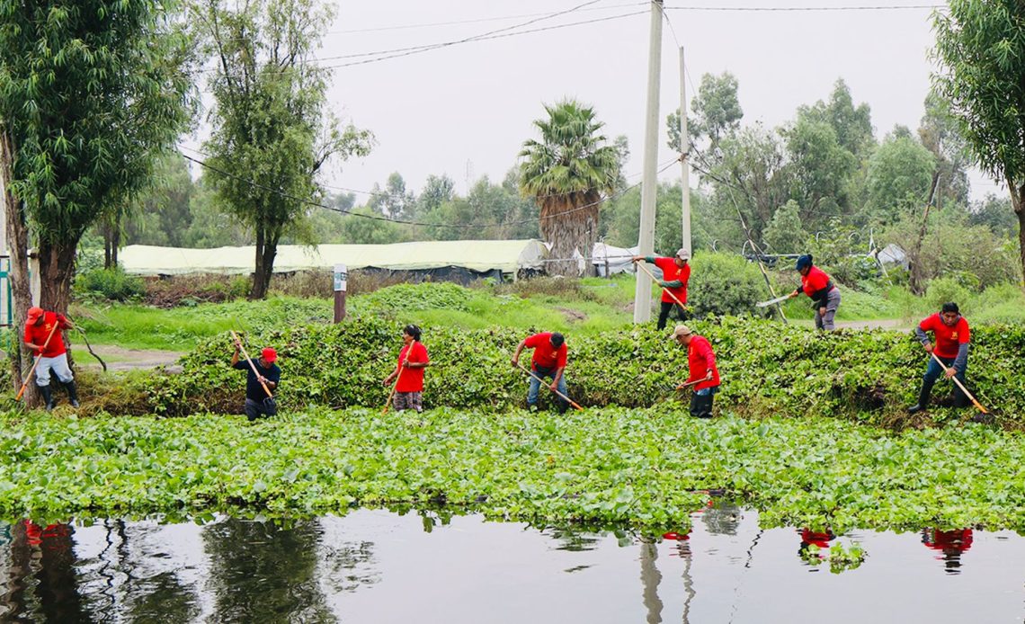 La alcaldesa Circe Camacho Bastida, la Alcaldía Xochimilco puso en marcha un programa intensivo de limpieza de canales y retiro de lirio acuático, como parte de una estrategia integral para recuperar el sistema de canales de la zona chinampera.